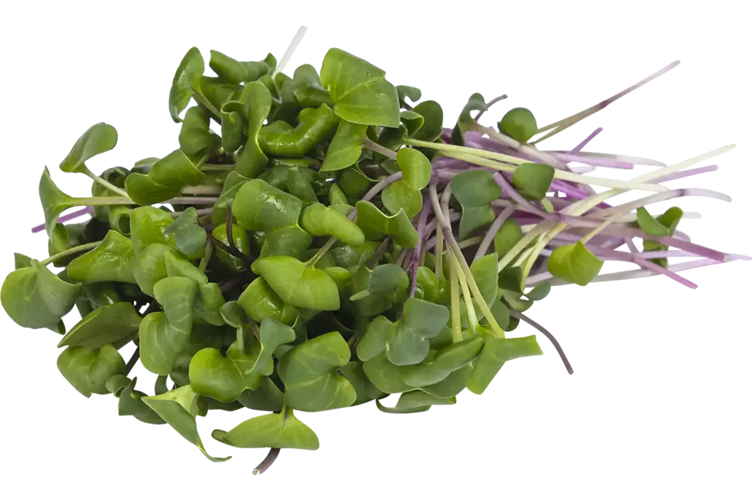 China rose cress 50gr stuk 1